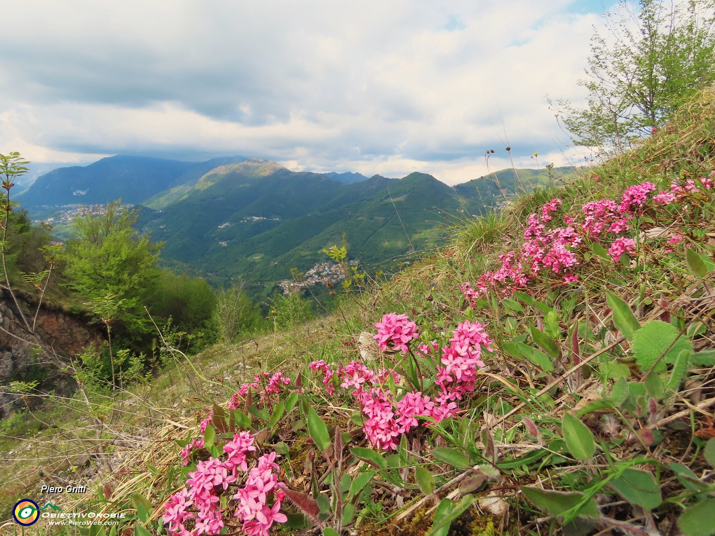 02 Daphne cneorum (Cneoro) coloratissima e profumatissima.JPG